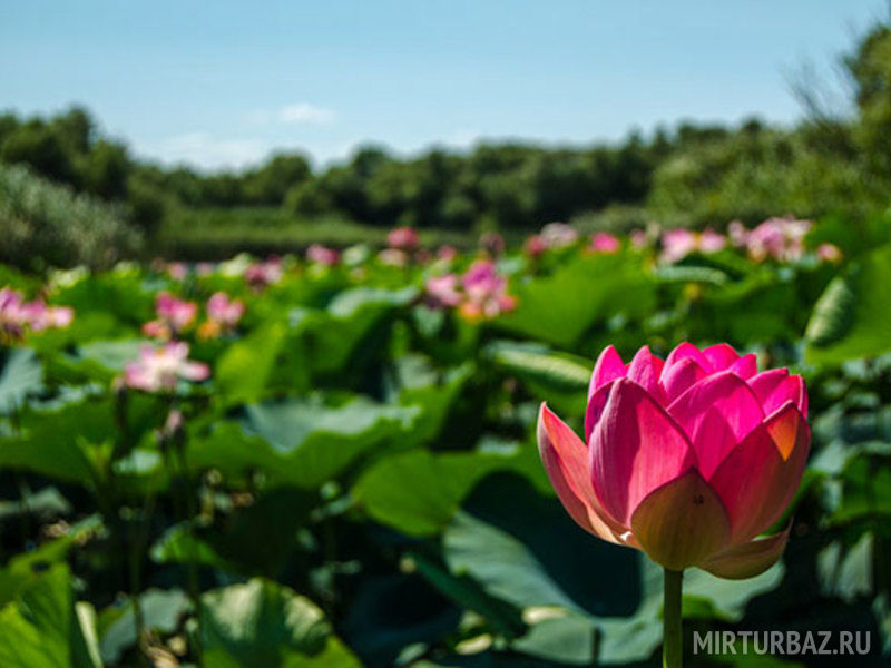 Дом рыбака, Астраханская область: фото 2