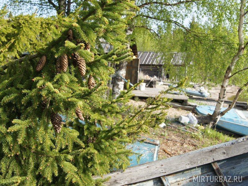 Бухта Брусно, Республика Карелия: фото 5