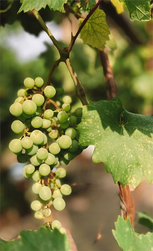 База отдыха Гостевой дом Ани, Феодосия, Крым