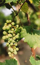 База отдыха Гостевой дом Ани