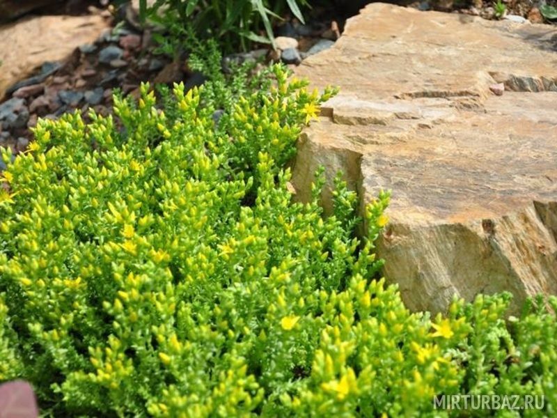 Садху, Омская область: фото 4