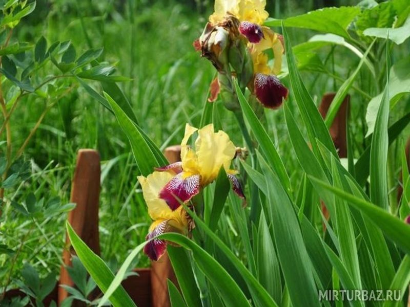 Садху, Омская область: фото 5