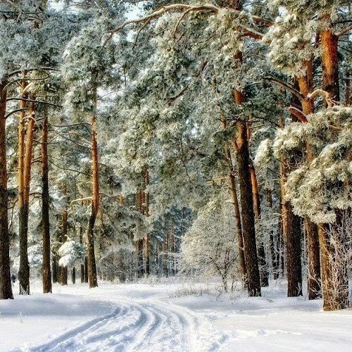 Гостиница Сосновый бор, Владимирская область, Петушинский район 