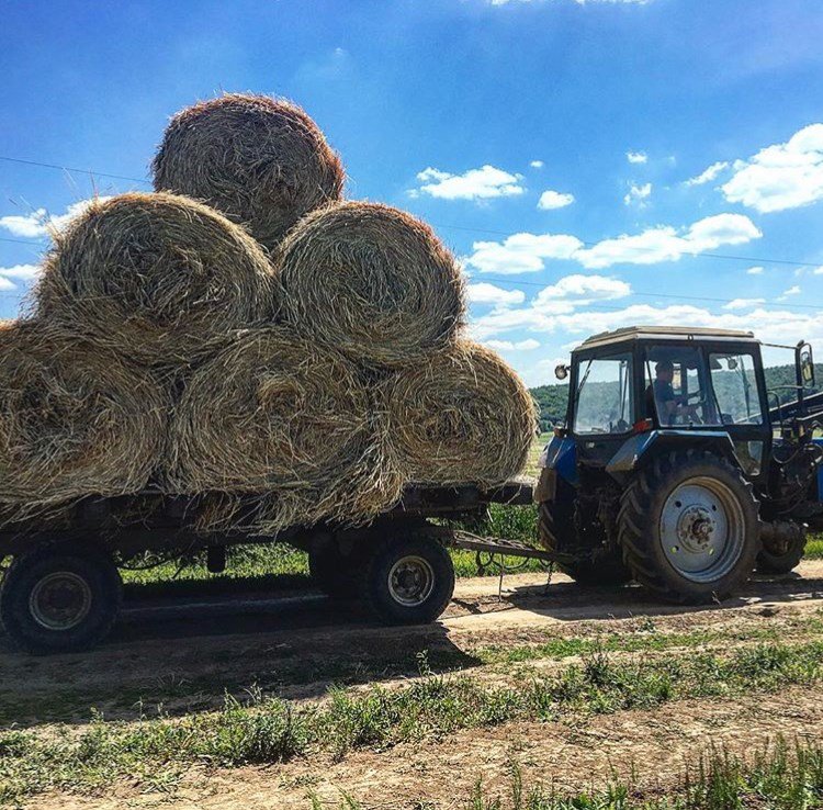 Ферма Лукино, Тульская область: фото 3