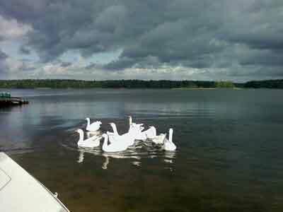 Территория | Русская деревня, Новгородская область