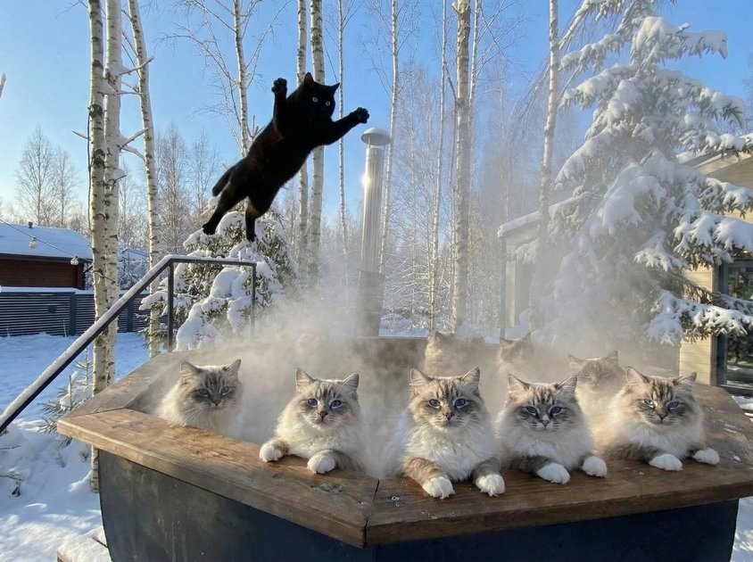 Дом в аренду Усадьба ЁлкиШале с баней и чаном, Клин, Московская область