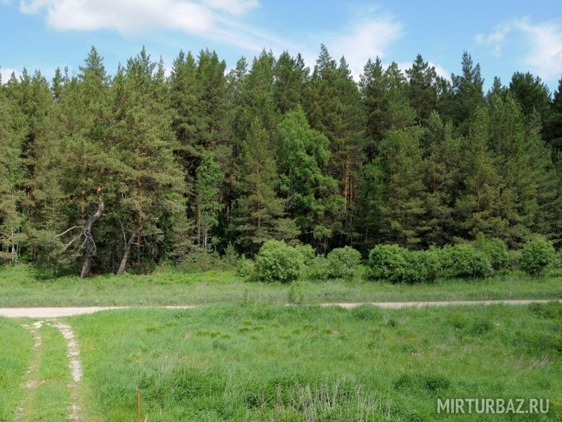 Лесная благодать, Алтайский край: фото 4