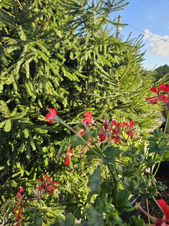 Гостевой дом Миниотелик, Калининградская область: фото 2