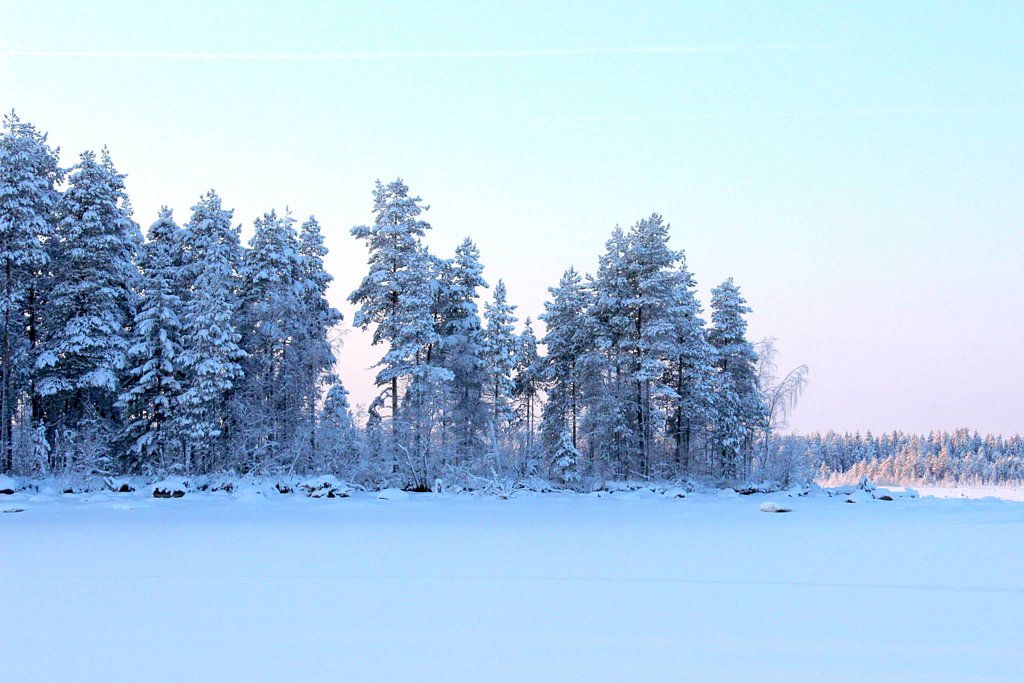 Фото из отзыва от 03.01.2026