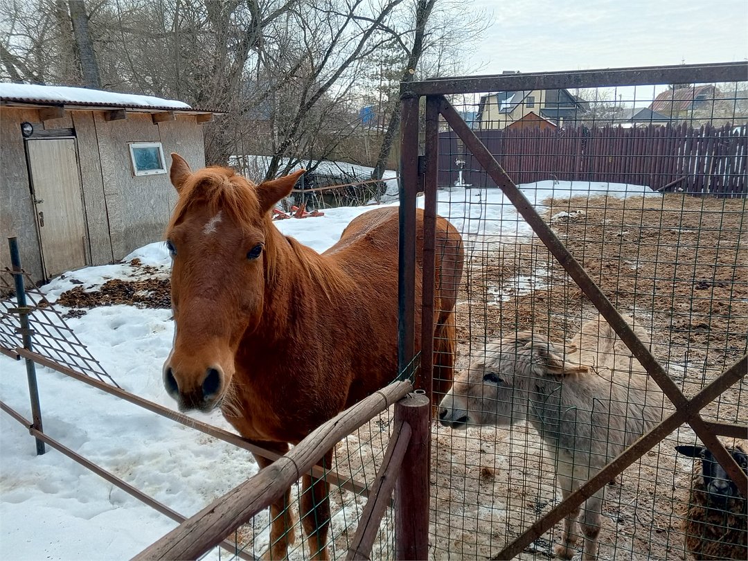 Русское Подворье, Калужская область: фото 2