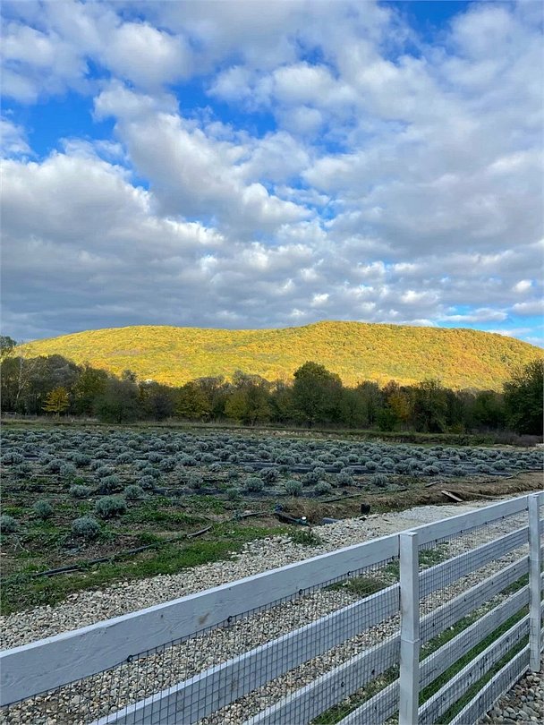 Белый Кролик, Краснодарский край: фото 2