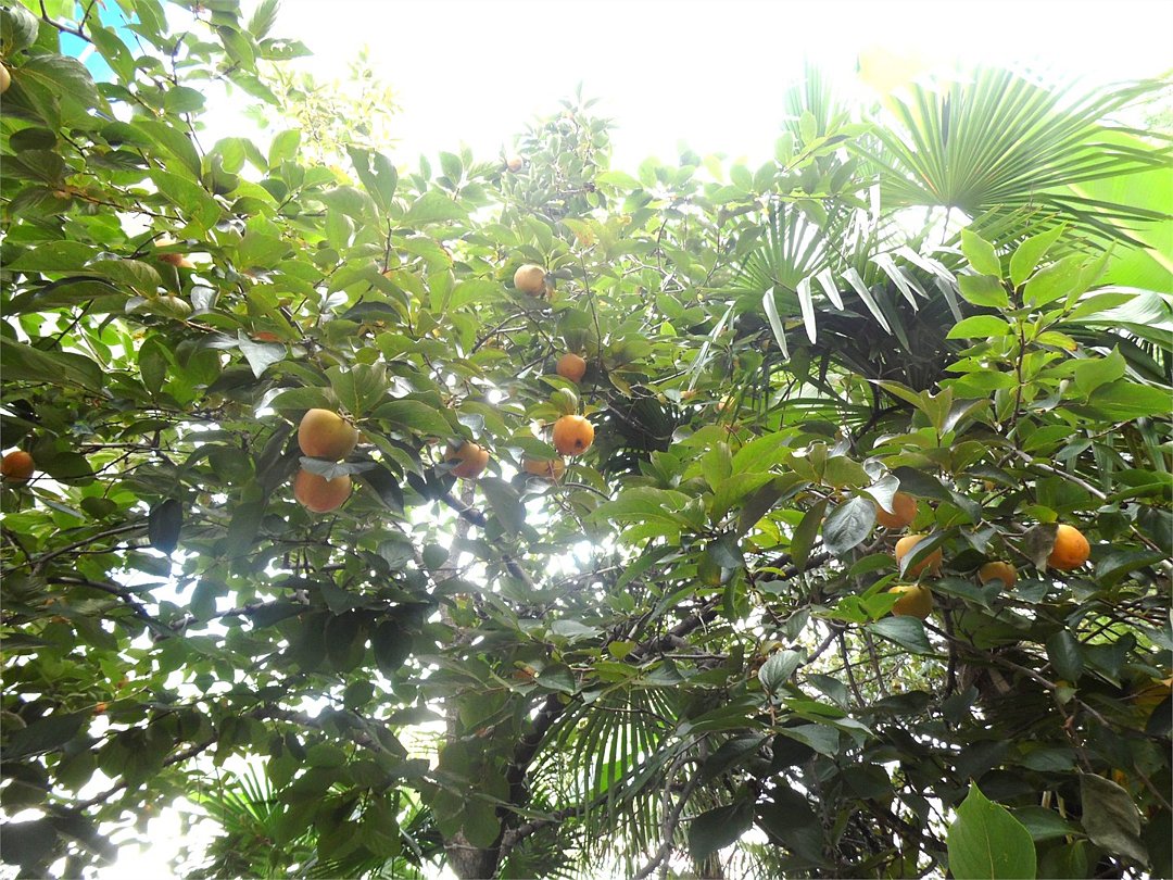 Лазурный бриз, Краснодарский край: фото 3