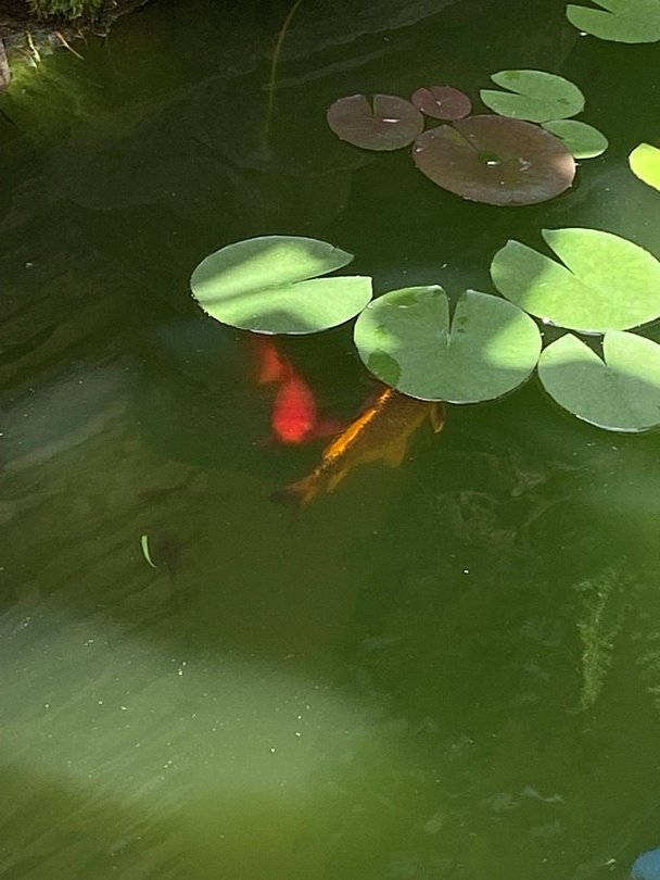 Адениум 585, Краснодарский край: фото 3