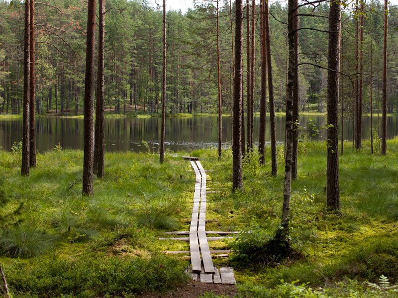 Громово парк, Ленинградская область: фото 5