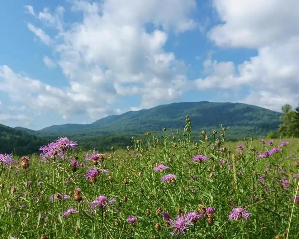 Вольный Ветер, Горный Алтай (Республика Алтай): фото 5