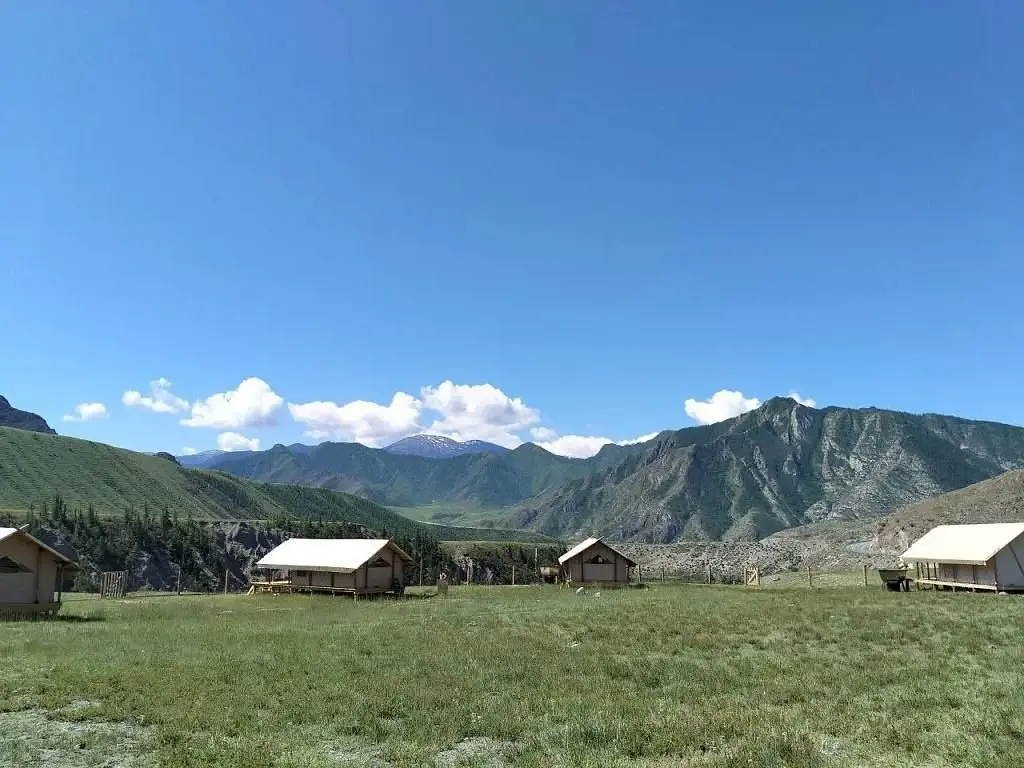 Эдельвейс глэмп, Горный Алтай (Республика Алтай): фото 4