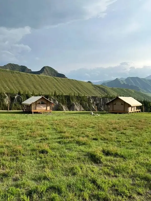 Эдельвейс глэмп, Горный Алтай (Республика Алтай): фото 5