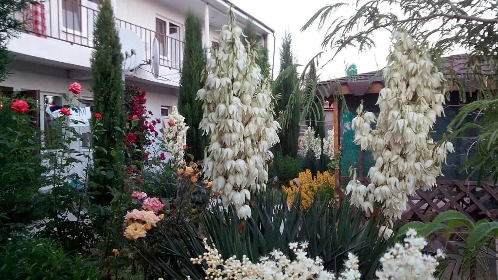 Цветок Граната, Крым: фото 2