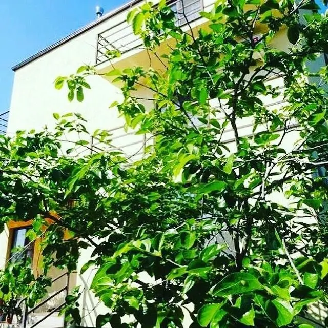 Гостевой дом Уют, Сочи, Краснодарский край