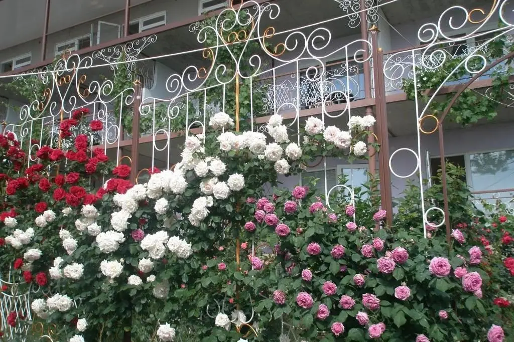 Мини-отель TeremOK Inn, Крым: фото 2
