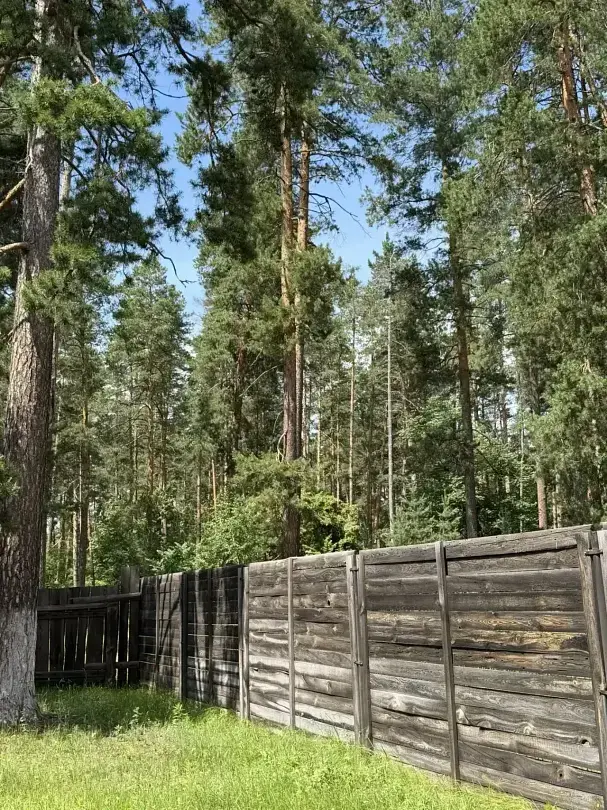 В лесу — База отдыха «Тихая гавань», Бузулукский