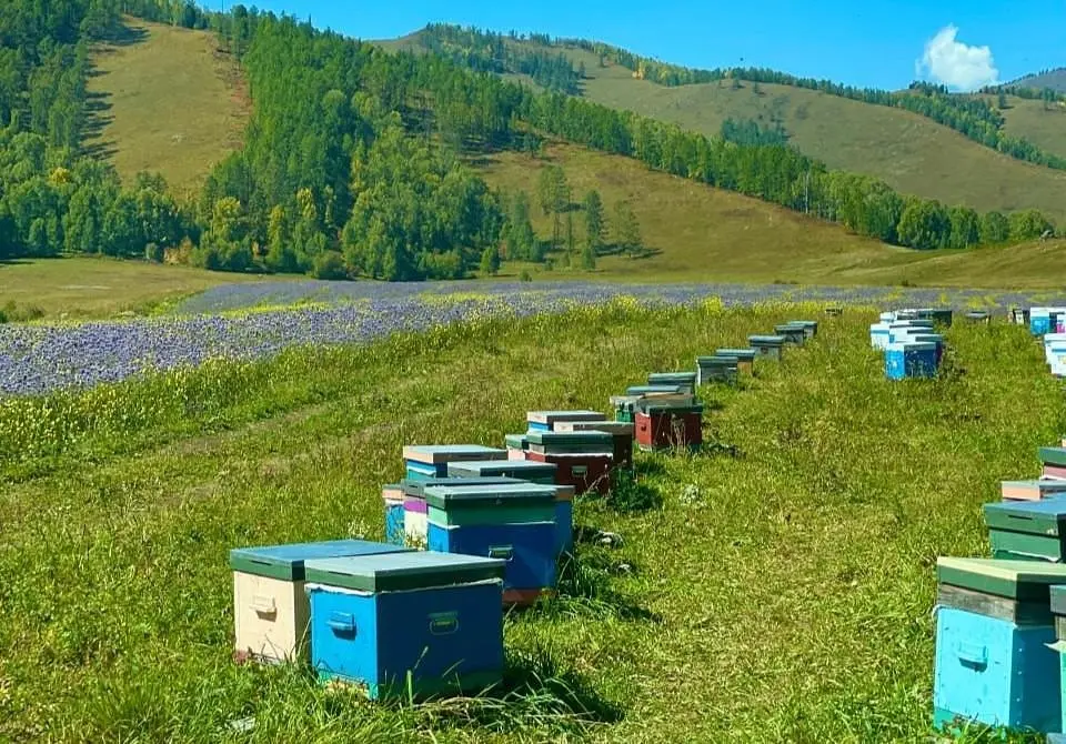 Пасека | Белуха Вилладж , Горный Алтай (Республика Алтай)