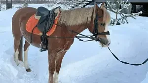 Верховая езда / Конные прогулки — База отдыха «Шахматово Вилладж», Солнечногорский район