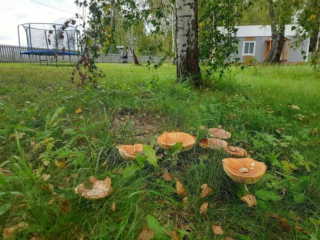 Общий вид | Приозёрная , Калужская область