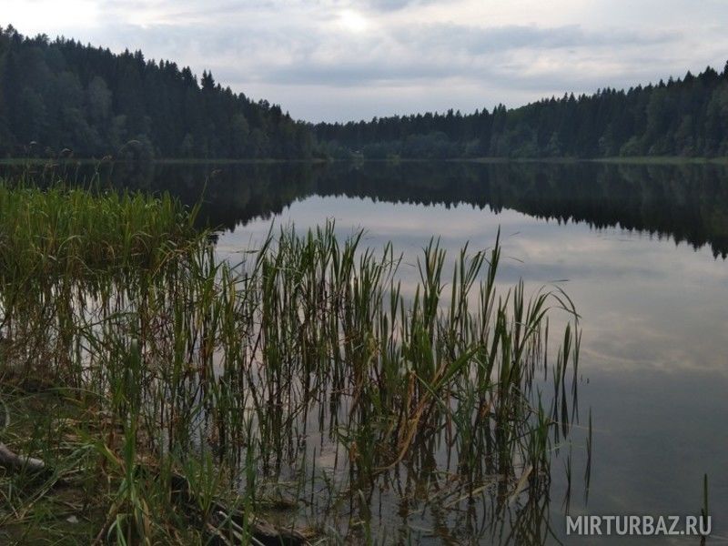 Дом в сосновом бору, Тверская область: фото 5