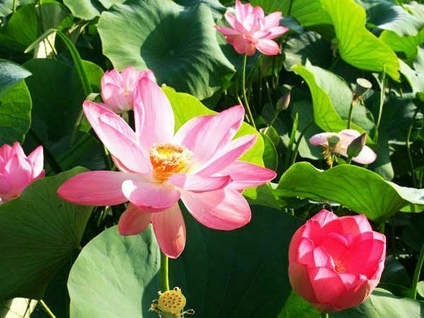 Лотосы | Лотос, Краснодарский край