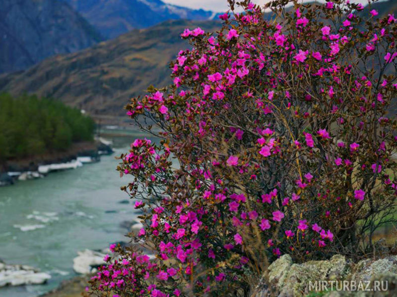 Краснотал, Алтайский край: фото 3