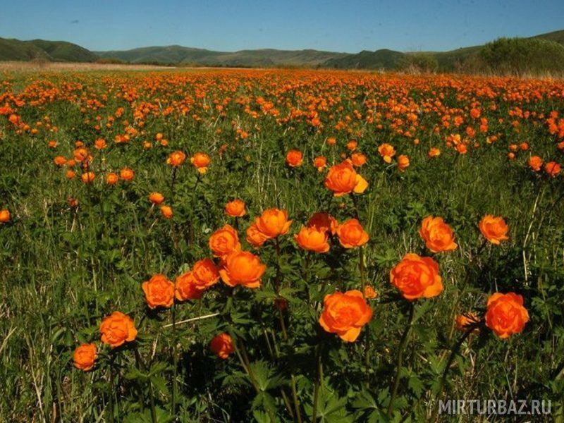 Краснотал, Алтайский край: фото 4