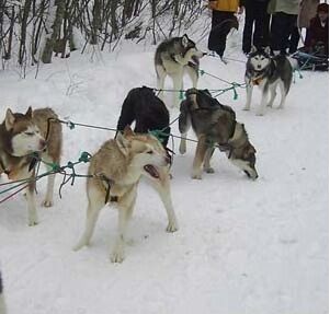 Прогулка на хаски | Севера, Республика Карелия