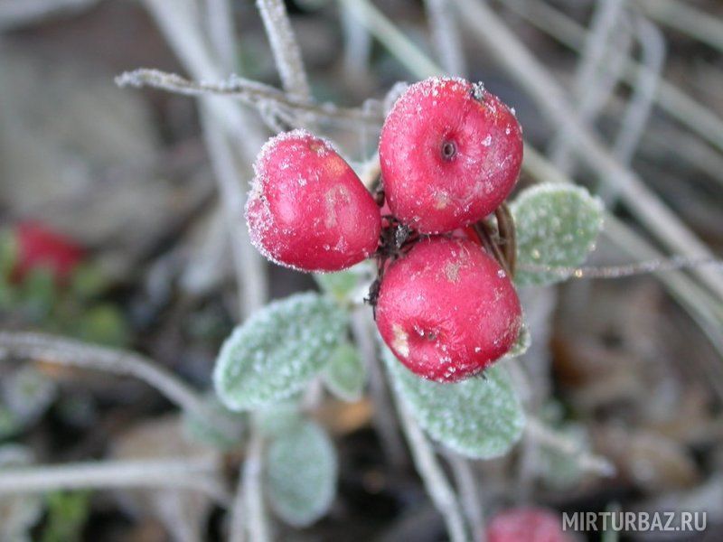 Природа | Умба, Мурманская область