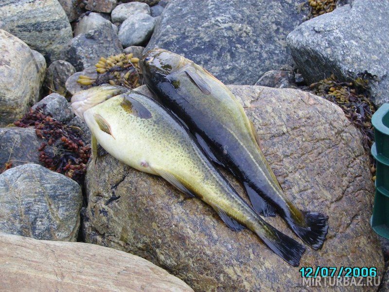 Рыбалка | Умба, Мурманская область