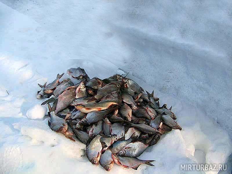 Зимний улов