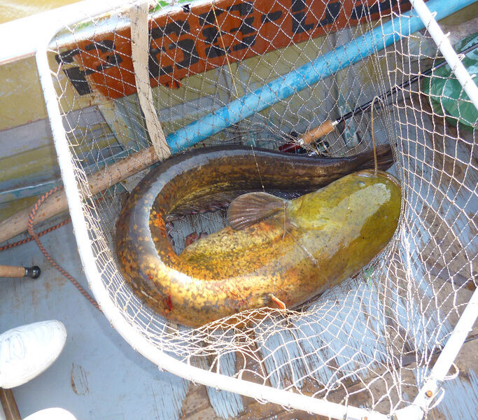 Сом | Сазанья бухта, Астраханская область