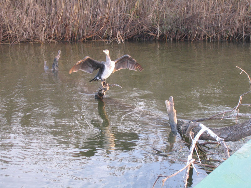 Дичь | Астраханское охотхозяйство Лиманский участок, Астраханская область