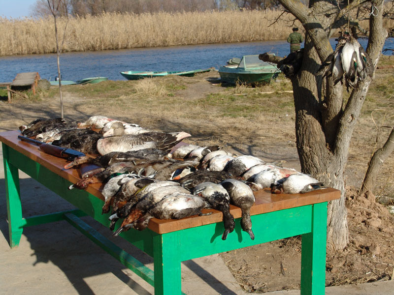 Трофеи | Астраханское охотхозяйство Лиманский участок, Астраханская область