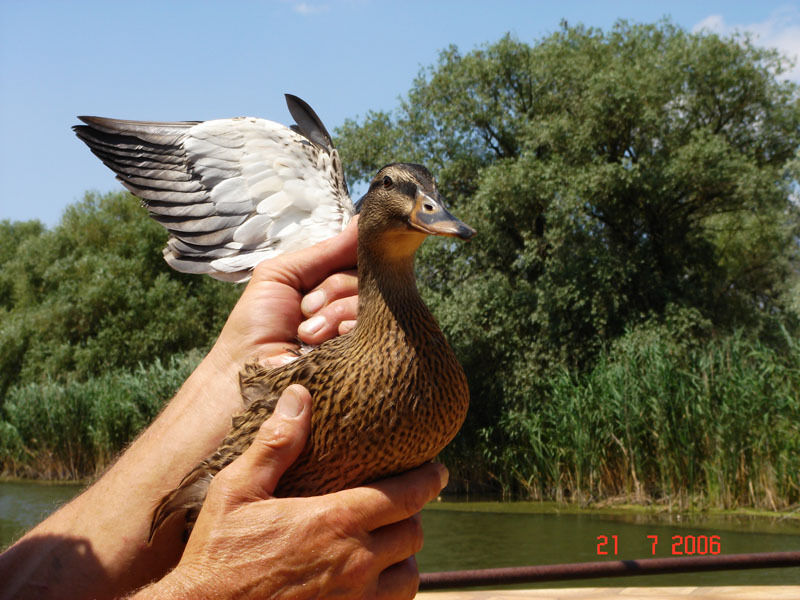 Дичь | Астраханское охотхозяйство Охотдом Морской, Астраханская область