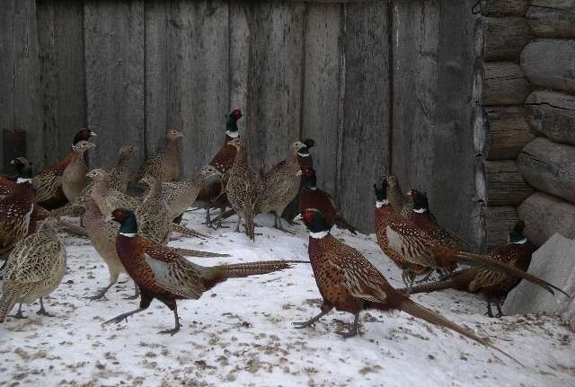 Дичепитомник | Вишур, Республика Удмуртия