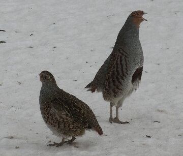 Серая куропатка | Вишур, Республика Удмуртия
