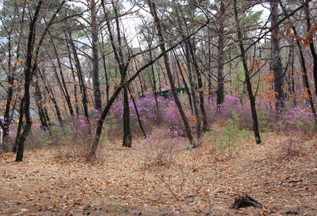 Лес рядом с клубом | Вилла Росса, Амурская область
