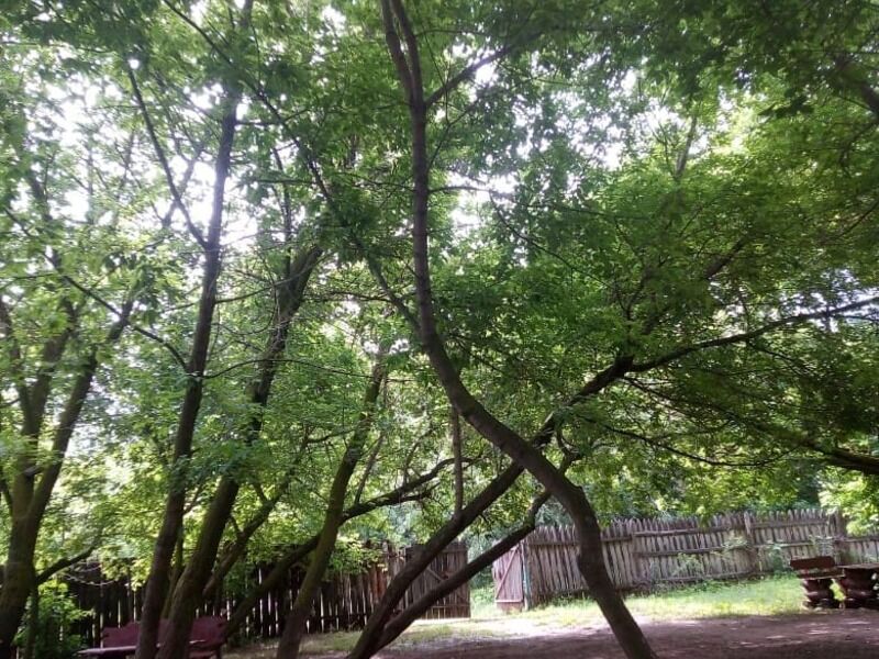 Усадьба в лесу, Волгоградская область: фото 4