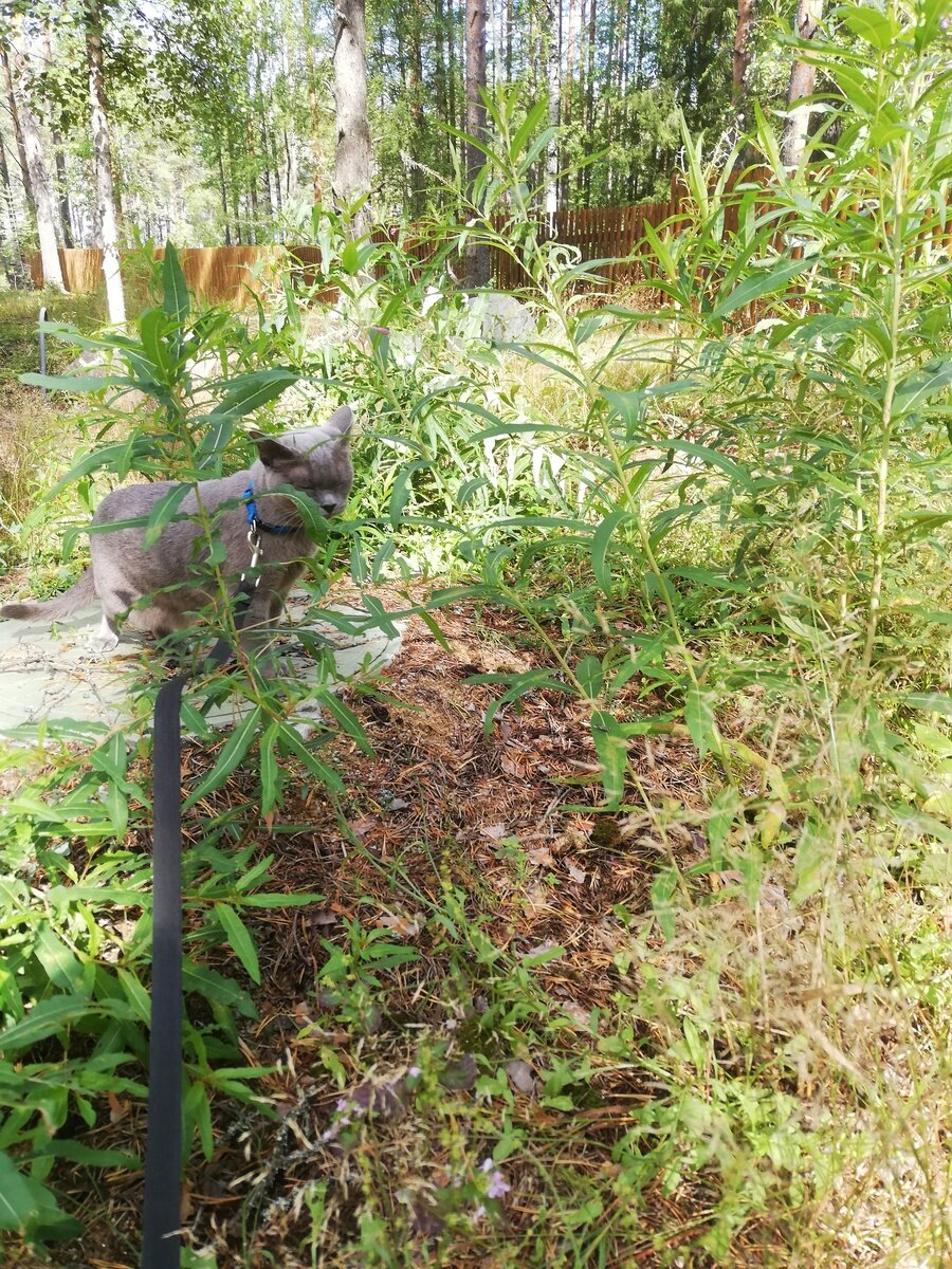 Фото 29 из отзыва о базе отдыха Сямозеро