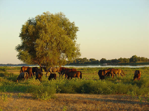 Природа | Золотой Плав, Астраханская область