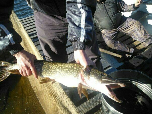 Полно щуки в здешних местах | Лесной хутор, Тверская область