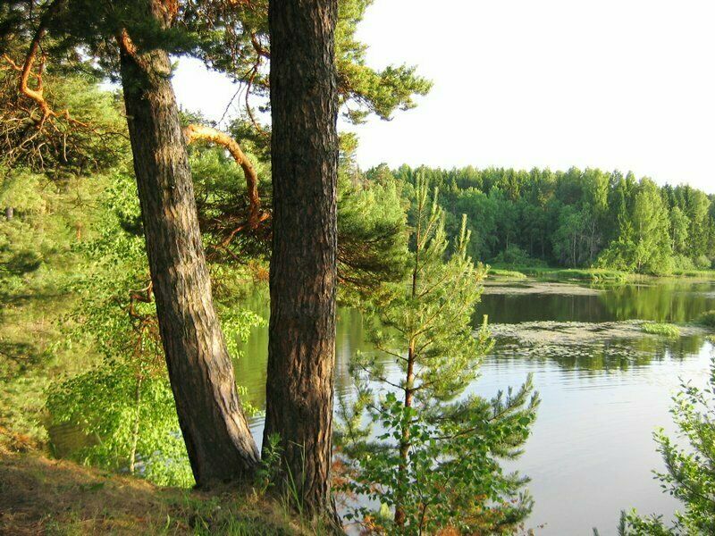 Берег | Сосновый бор, Костромская область