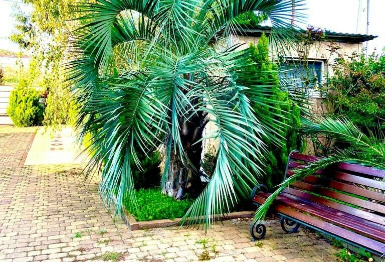 Территория | Милана Олимпийский парк, Краснодарский край