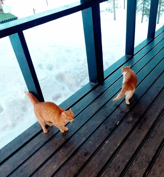 Фото 3 из отзыва о базе отдыха Annilahti (Аннилахти)